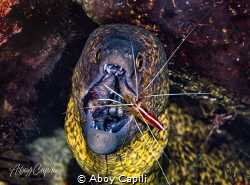 Morray eel getting cleaned by Aboy Capili 